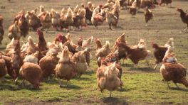 Hoop vervlogen voor pluimveehouder: alsnog ruimen door eiercrisis