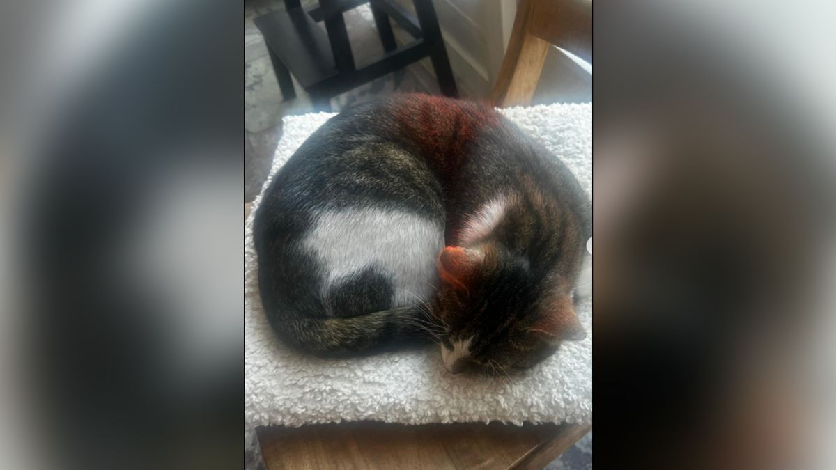 Na lange reis met viskar en akkefietje met rode verf is kat Toko weer terug thuis
