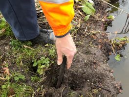 Exotische Rivierkreeft zorgt voor Ellende in Capelle