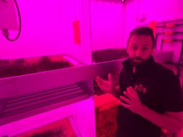 Boer Wouter kweekt gras onder paarse lampen