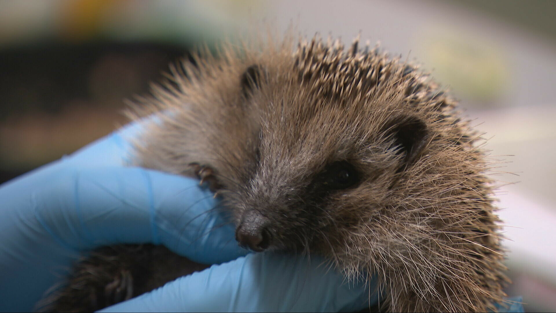 Financiële problemen bij dierenopvang De Mikke: 'Ga met ons rond de tafel'