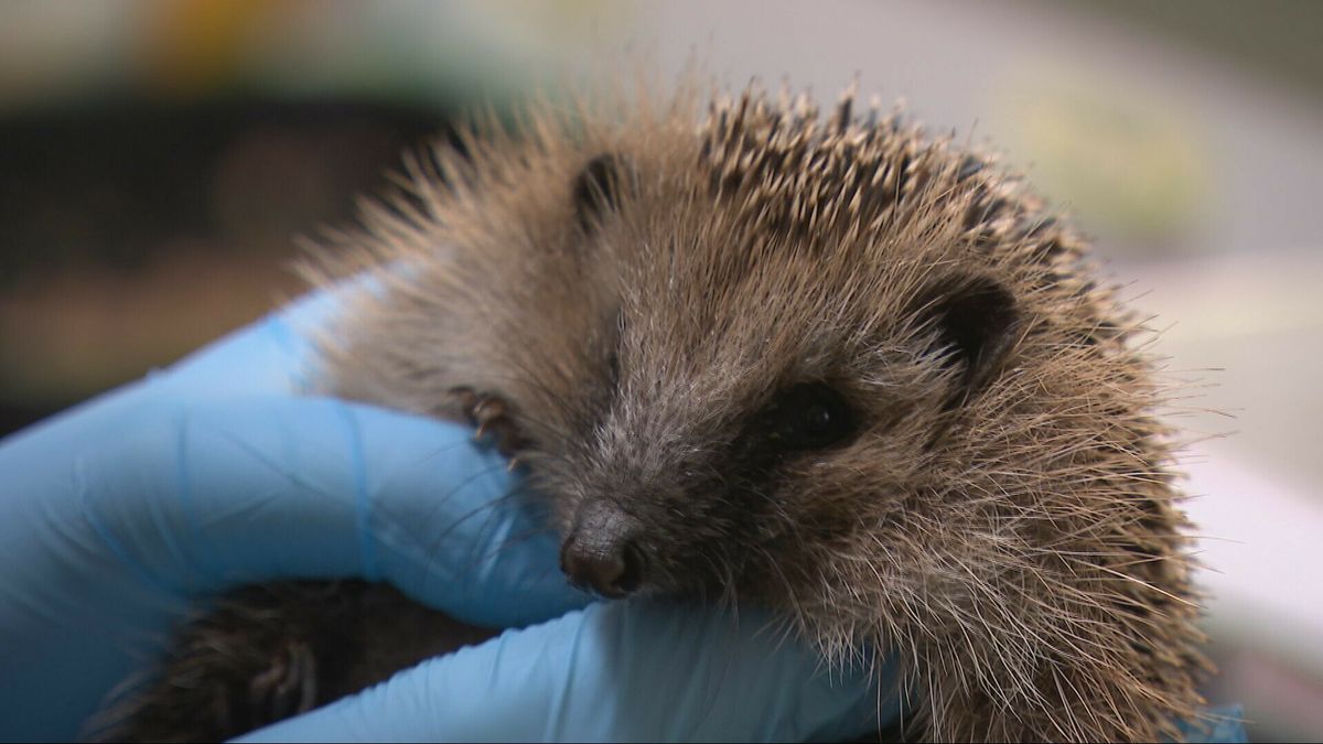 Financiële problemen bij dierenopvang De Mikke: 'Ga met ons rond de tafel'