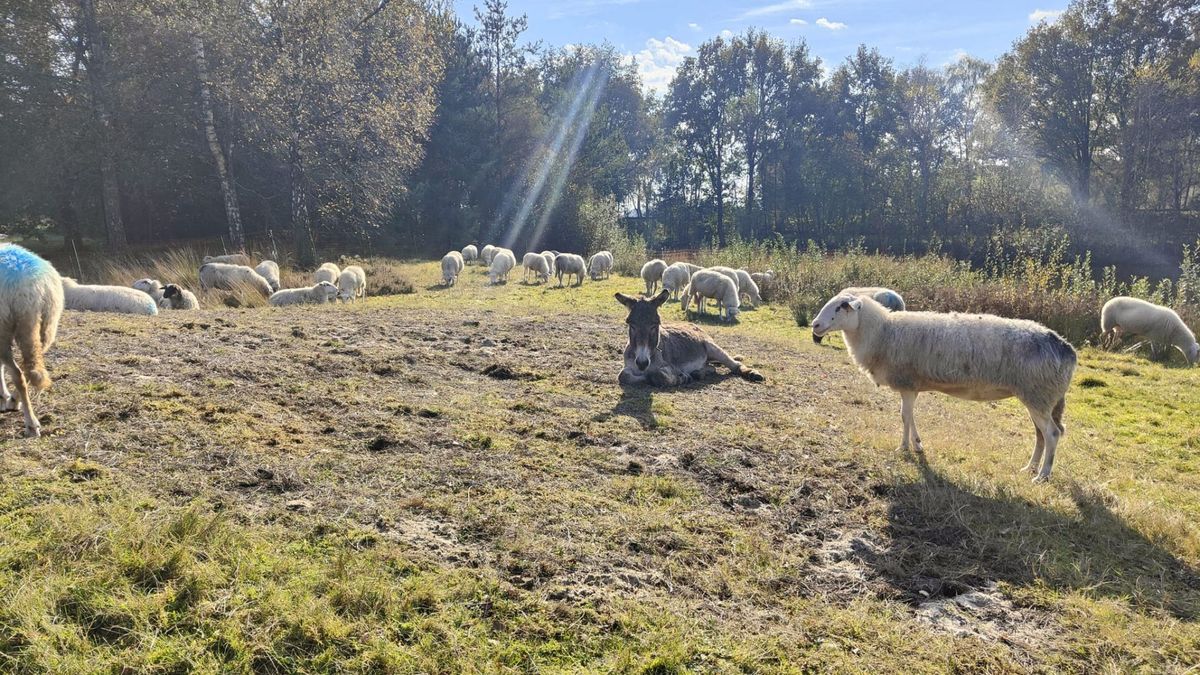 Schapenhouder stopt met wolfwerende ezel na stortvloed aan kritiek