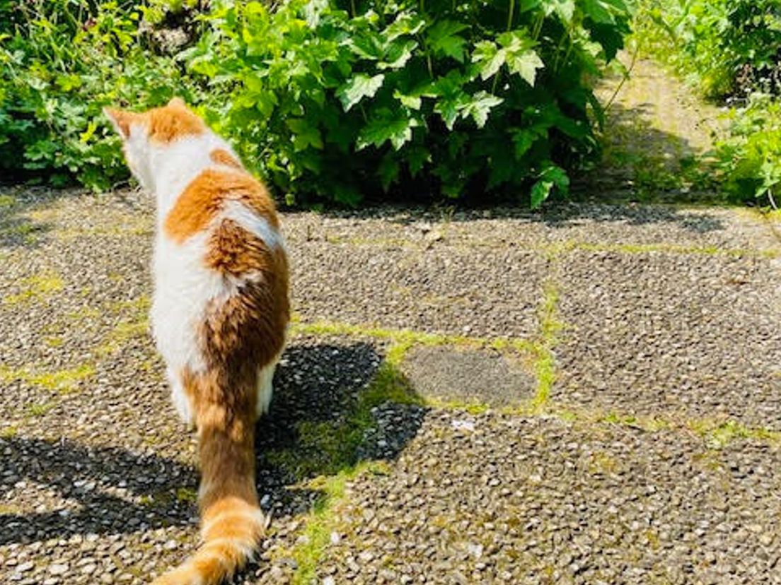 Kat in de tuin