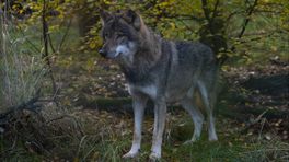 Lopend Vuur: De wolf is een serieus probleem voor Groningen