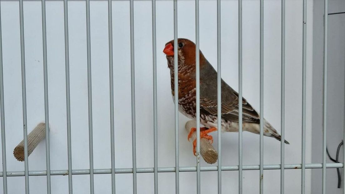 De winnende Oranjeborst Zwartborst van Hotze Winke;