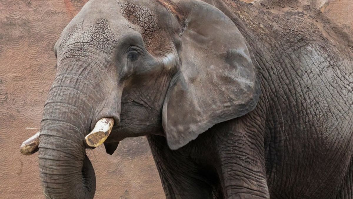 Olifant Aja overleden in Ouwehands Dierenpark