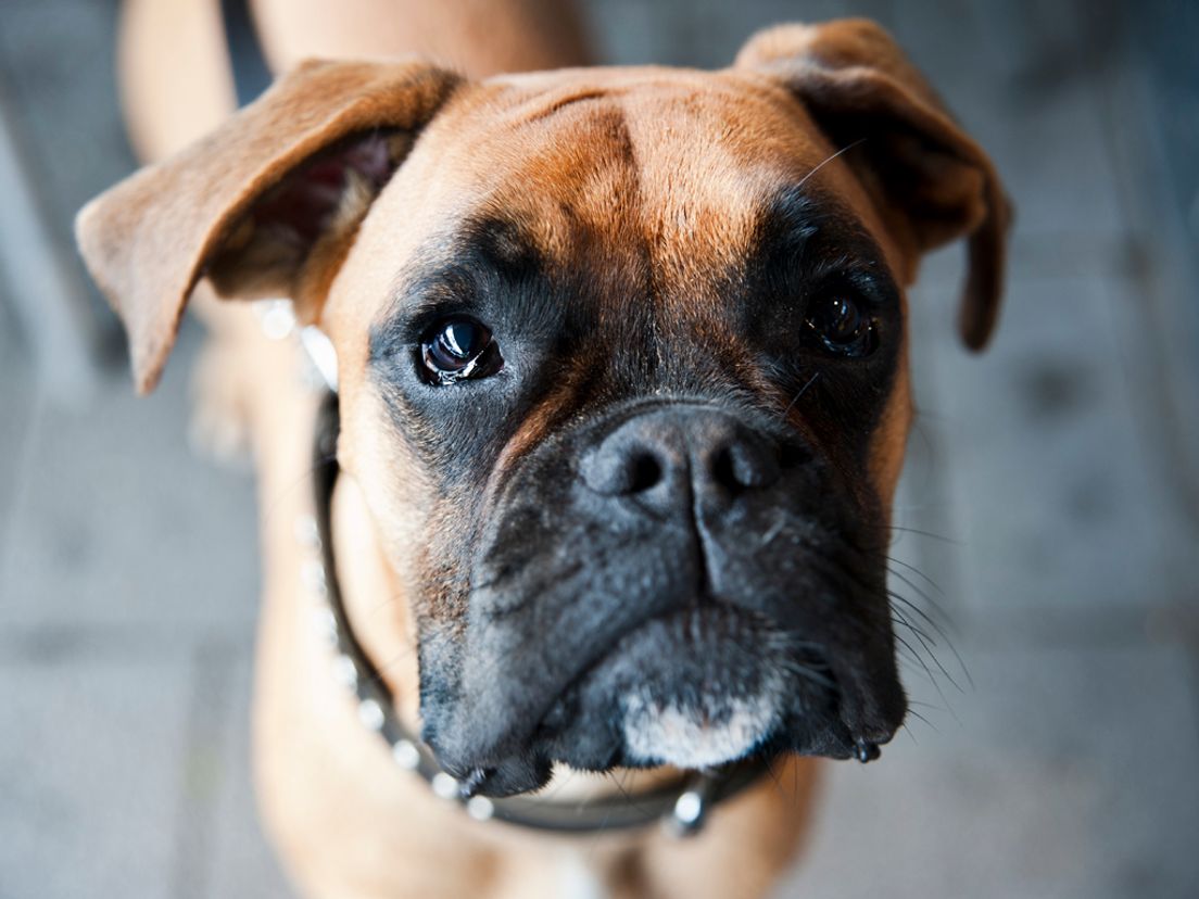 Ook boxers hebben een platte neus.