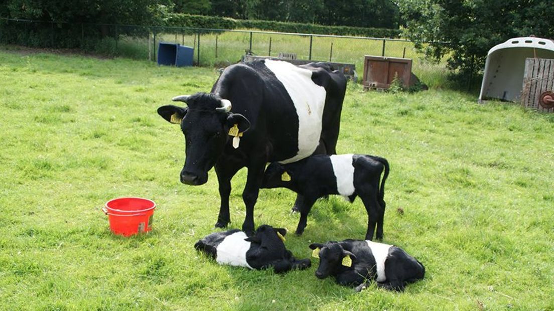 De Lakenvelder koe met de drie jonge stiertjes 