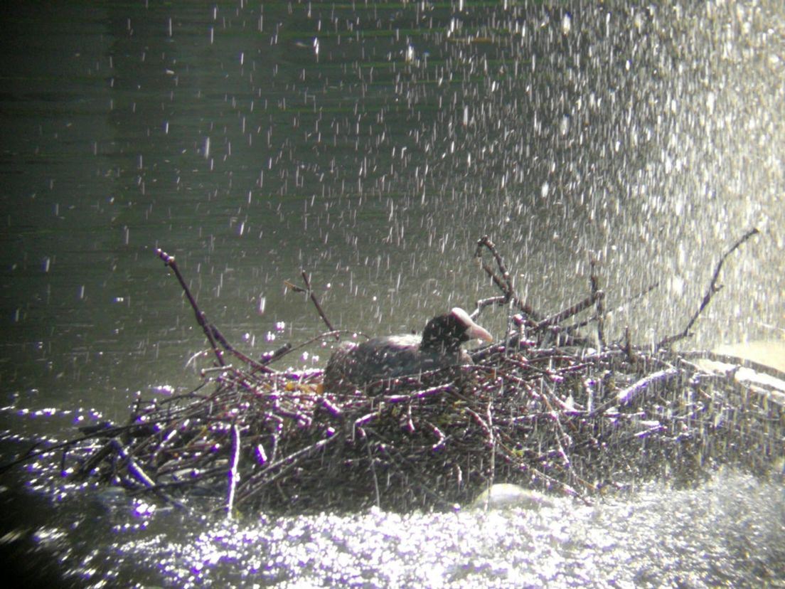 Broedende meerkoet op fontein