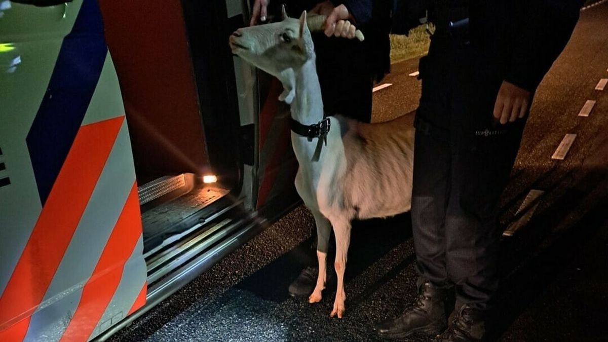 Geit van weg gehaald en in politiebusje afgevoerd