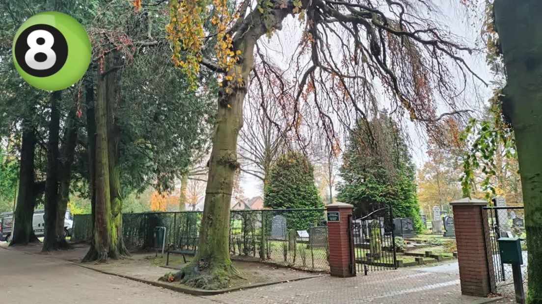 Door zwammen aangetaste monumentale boom Hengelo wordt omgekapt
