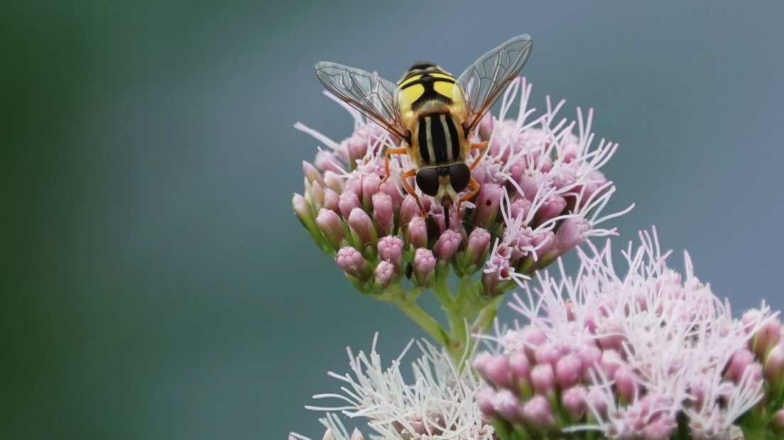 Zweefvlieg op bloem bij de Vlaamse kreek in Zandberg