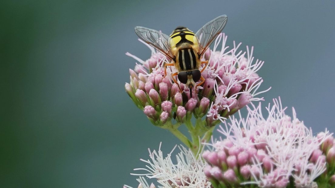 Zweefvlieg op bloem  bij de Vlaamse kreek in Zandberg