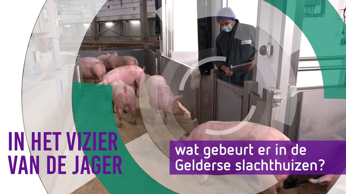 In het vizier van De Jager - Wat gebeurt er eigenlijk in onze slachthuizen?