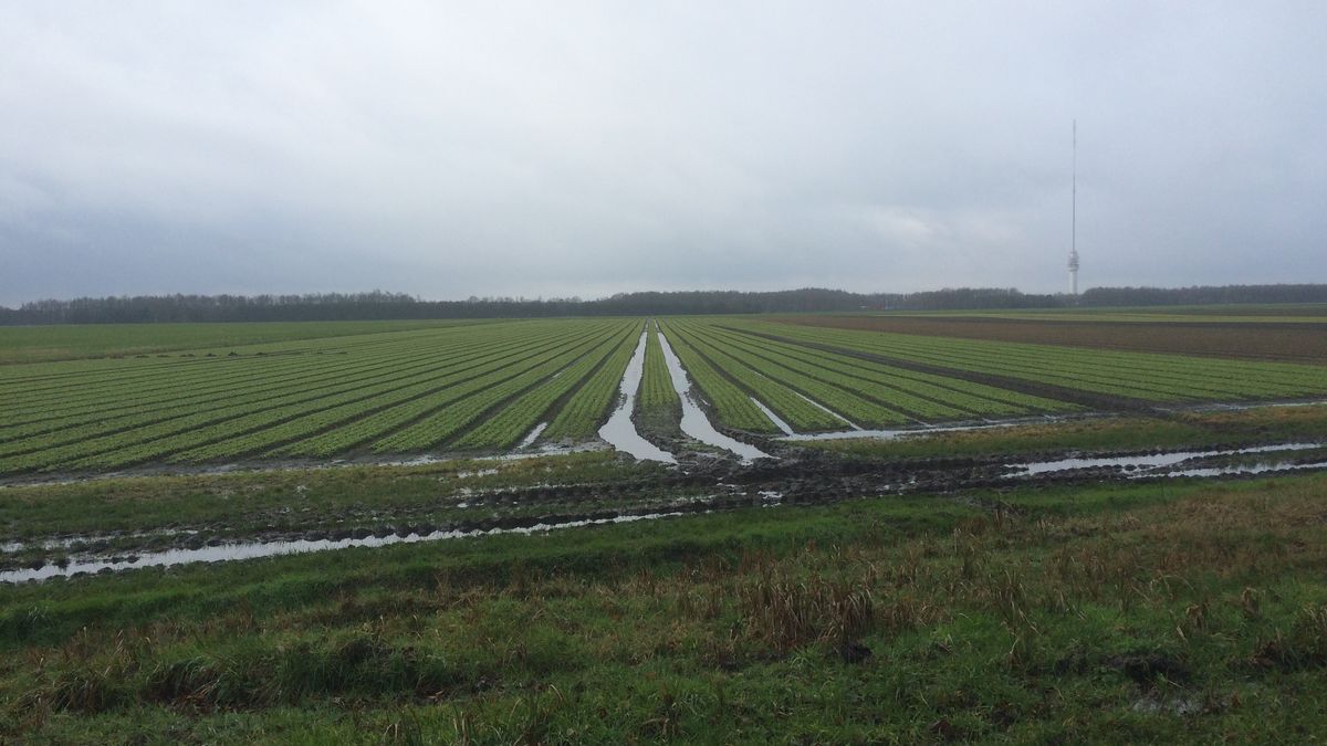 Bollenteler in Hijken druk met afvoer overtollig water