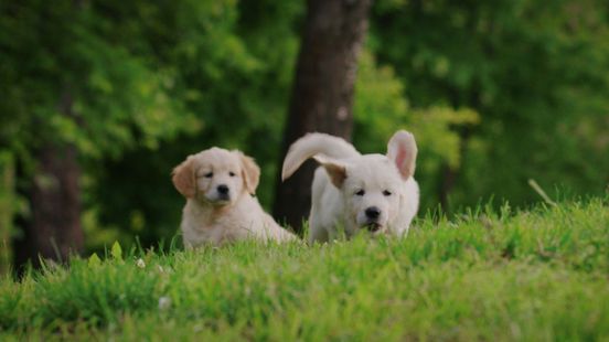 Ook huisdieren krijgen de lente in de bol
