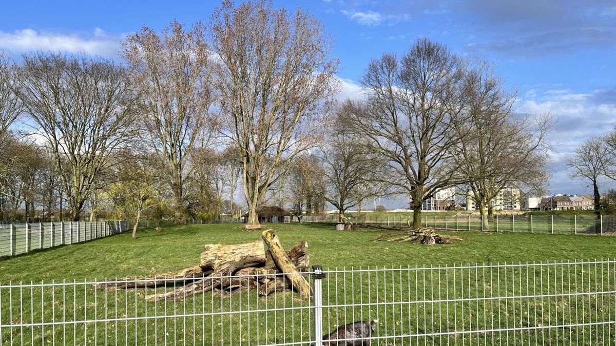 Komen de herten van dierenpark Heemsermars in Hardenberg nog terug?