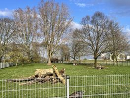 Komen de herten van dierenpark Heemsermars in Hardenberg nog terug?