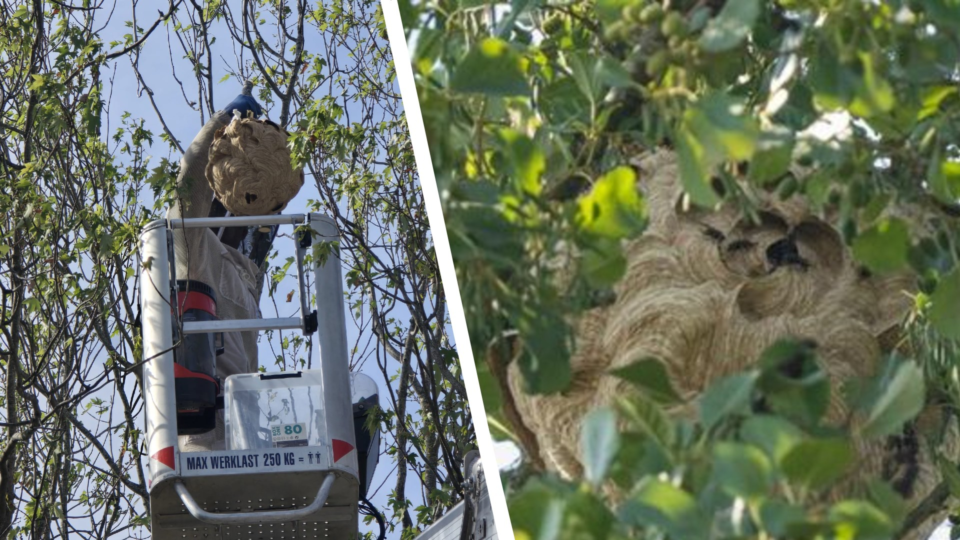 Nest van Aziatische hoornaar na 20 uur zoeken gevonden: 'Komt geen eind aan'