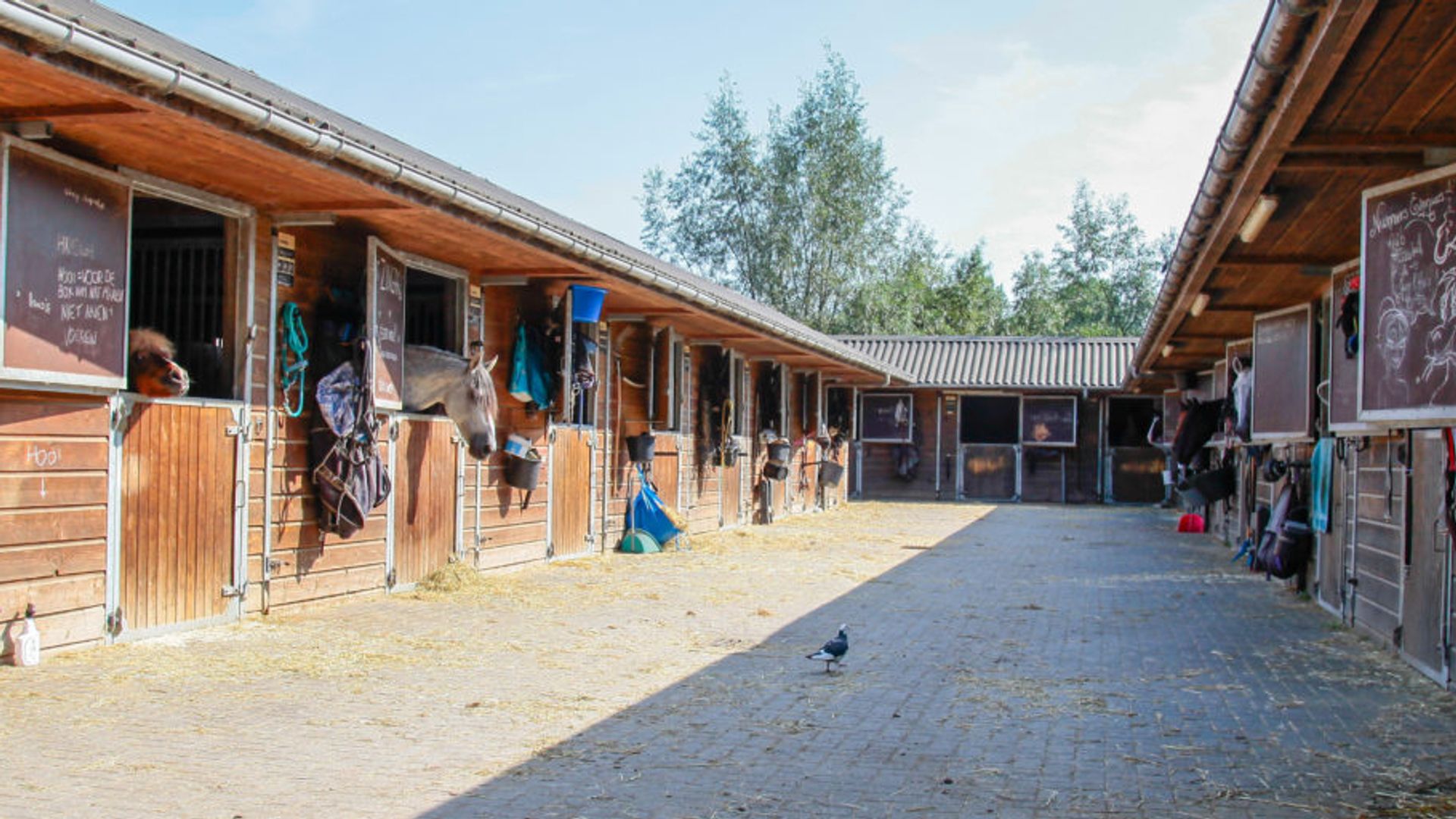 De stallen van de Capelse Manege
