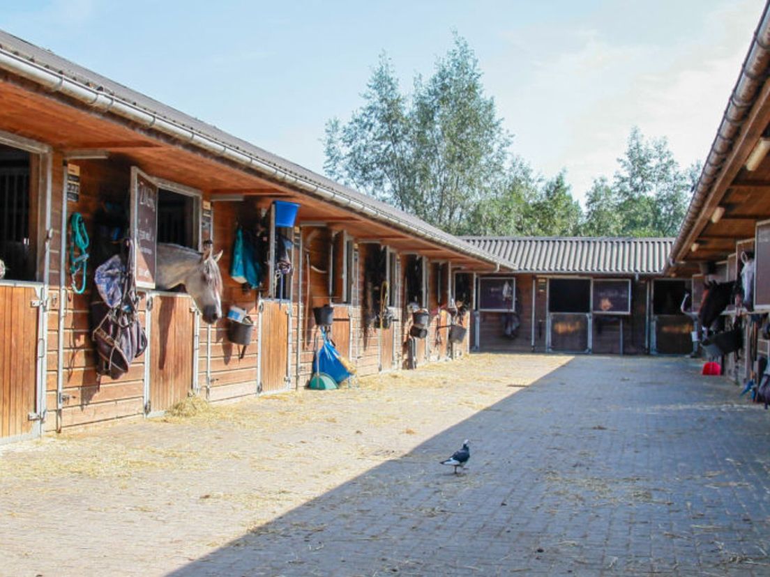 De stallen van de Capelse Manege
