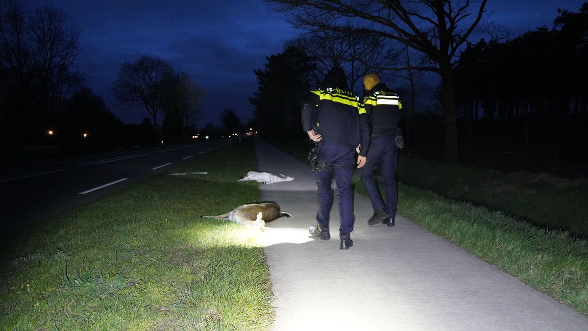Overstekende herten overleden na aanrijding