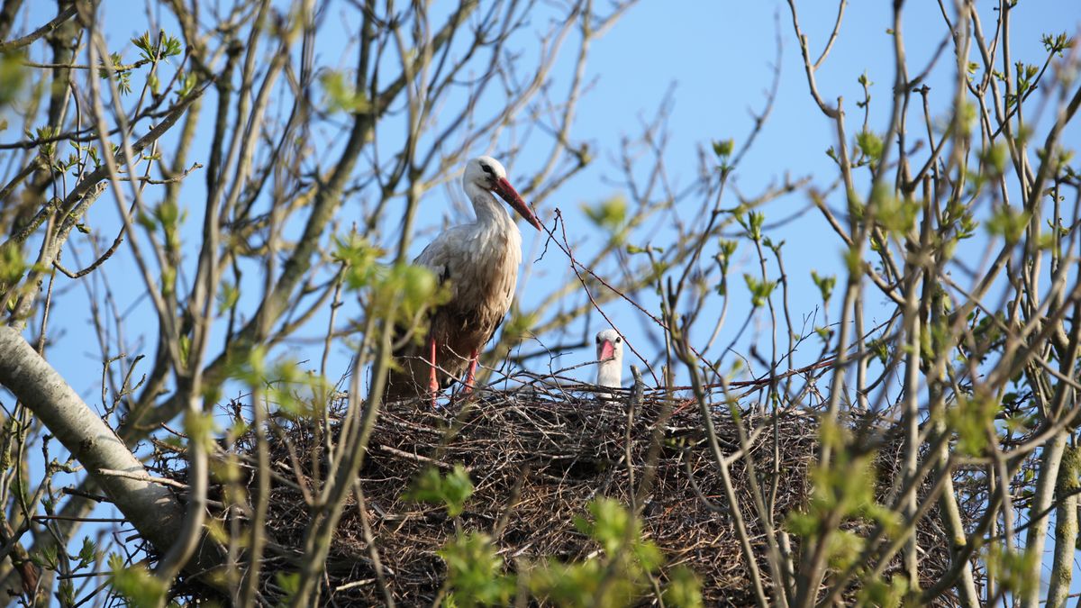 FOTO'S: Eerste ooievaarskuikens uit het ei bij Earnewâld