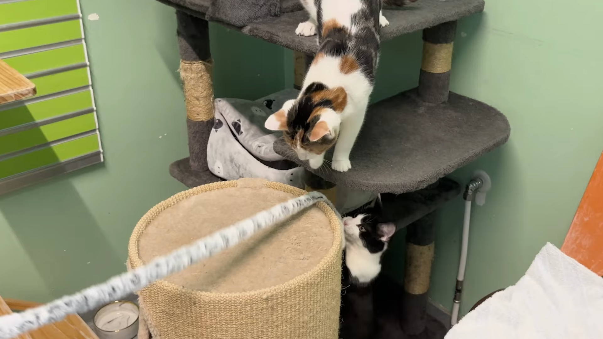 Lapjespoes Muffin en het zwarte katertje Marley zijn weer helemaal gezond.