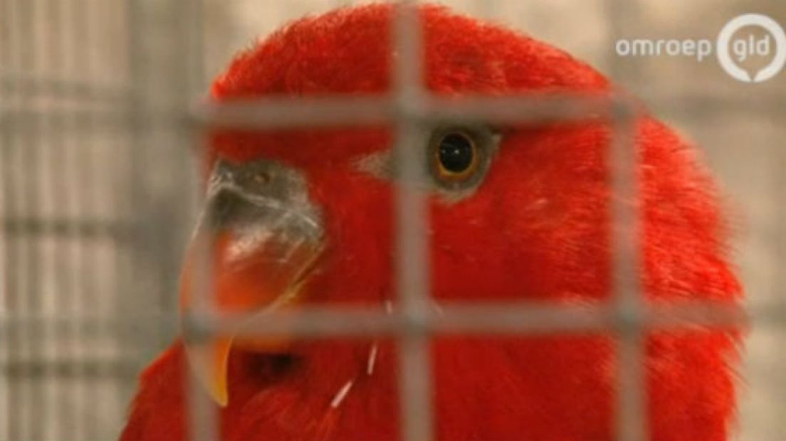 Hengelo is twee wereldkampioenen rijker: vader en zoon Arendsen vielen tijdens dé wereldshow voor zang- en siervogels in Rosmalen in de prijzen.