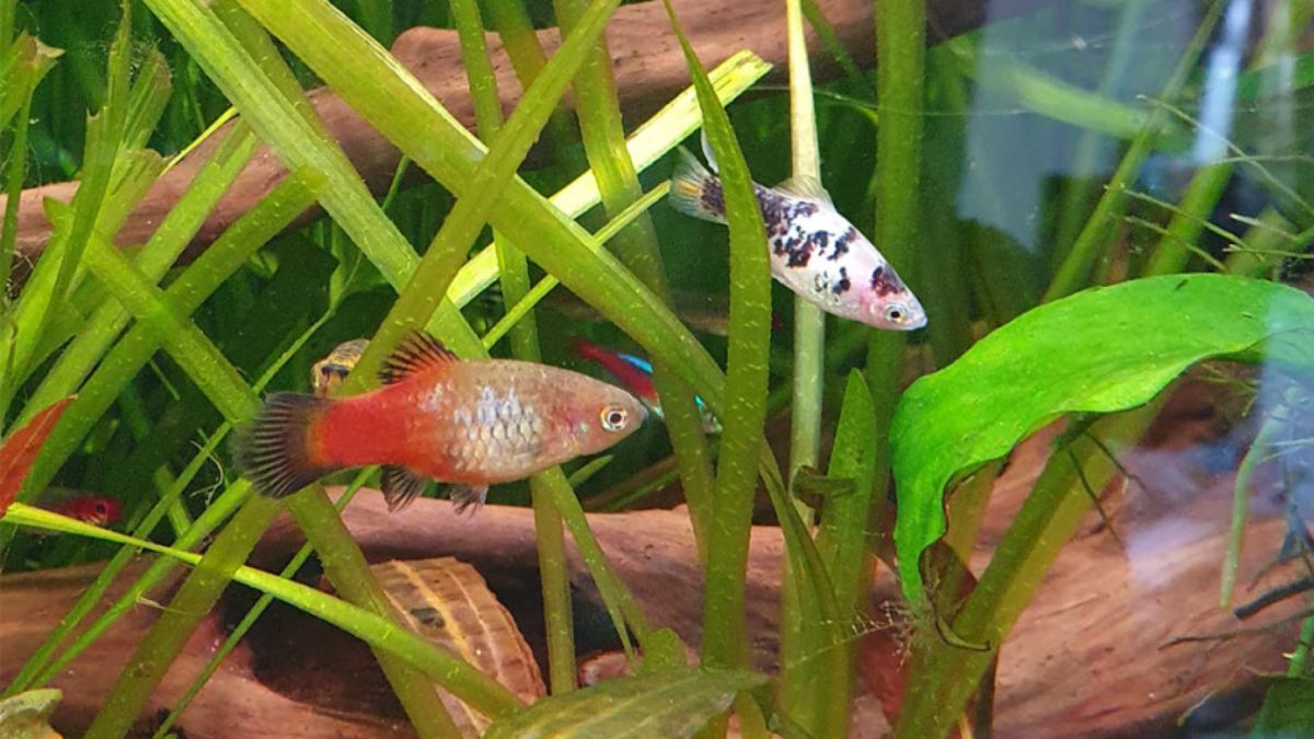 Aquarium met tropische vissen bij vuilnis gezet: 'Ze waren er niet goed aan toe'