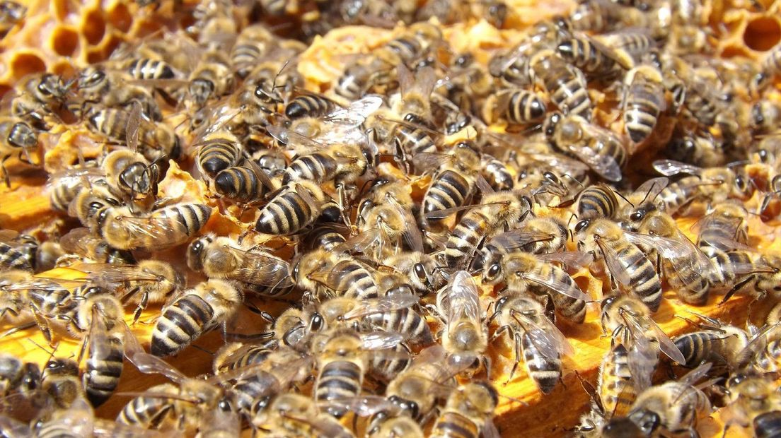 Honingbijen op een bijenkast