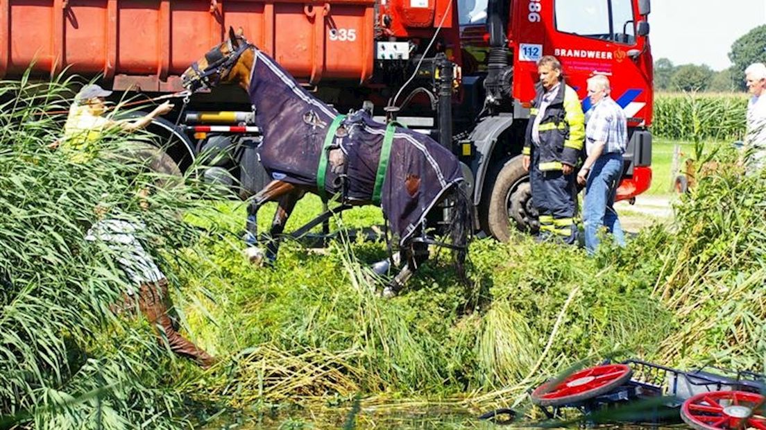 Paard + koets te water