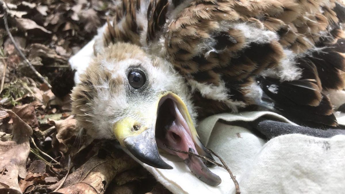Rode wouw vestigt zich in Drenthe