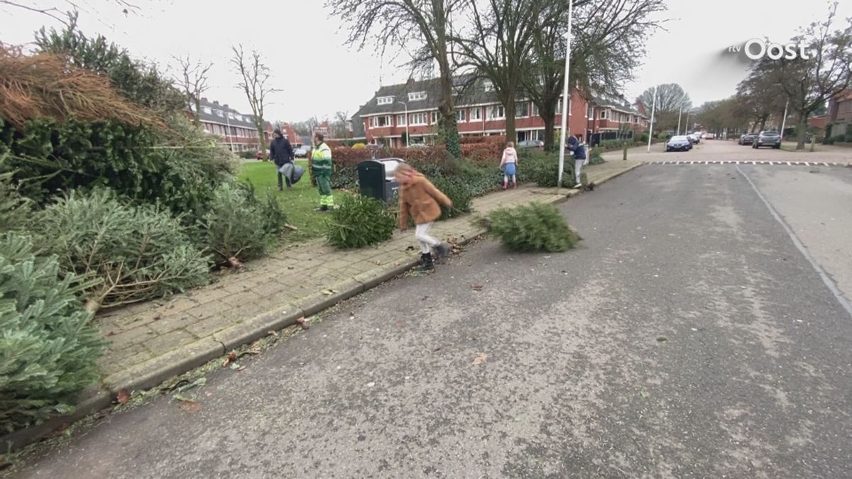 Inzamelpunt voor kerstbomen in de Zwolse wijk Wipstrik