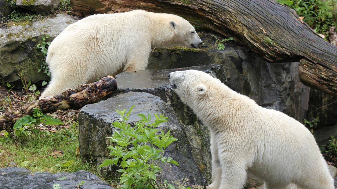 IJsberen trokken deze zomer volop de aandacht in Dierenpark Emmen (Rechten: Dierenpark Emmen)