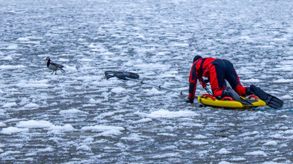 Gans van het ijs gered in Sneek | Drugswoning in Leeuwarden zes maanden dicht