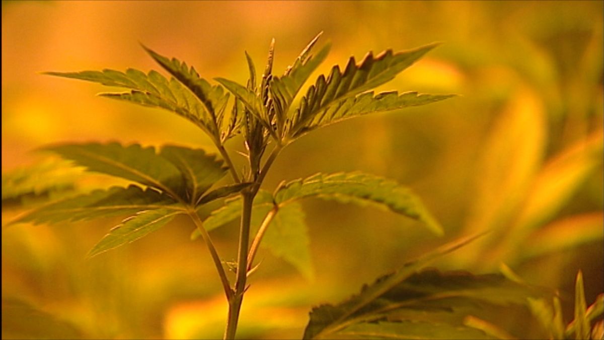 Drugspanden in Clinge en Hengstdijk gesloten