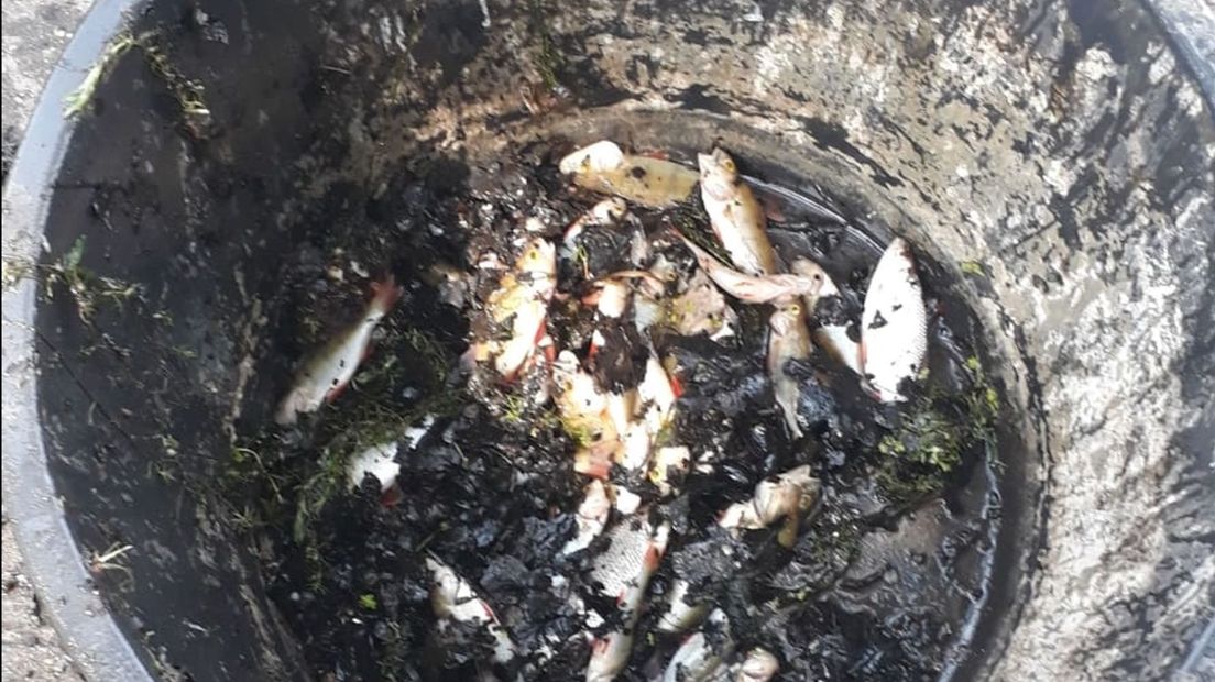 Dode vissen in Klazienaveen (Rechten: Waterschap Vechtstromen)