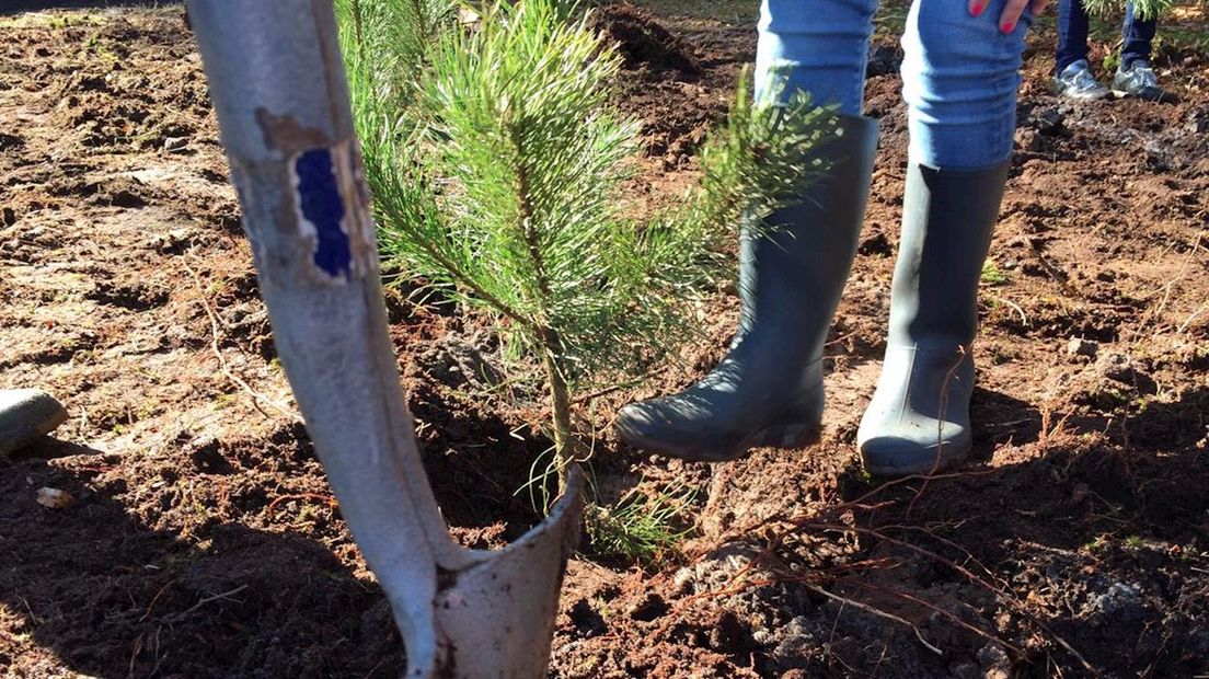 Staphorster Bos krijgt nieuwe bomen