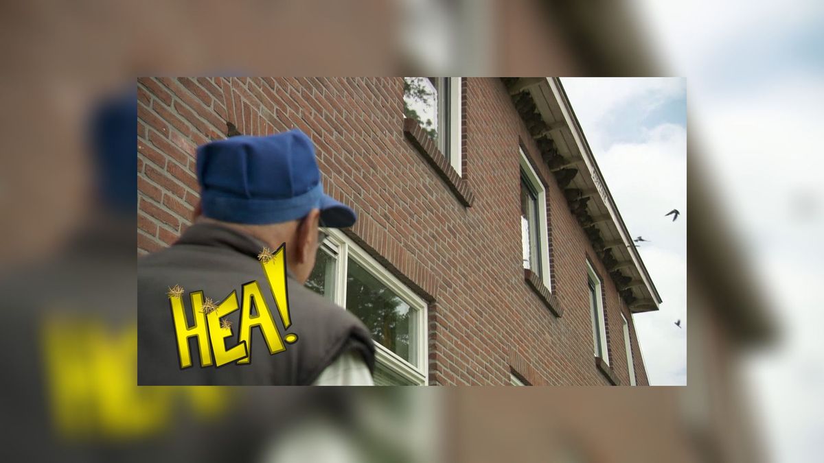 HEA! Genieten in Allingawier