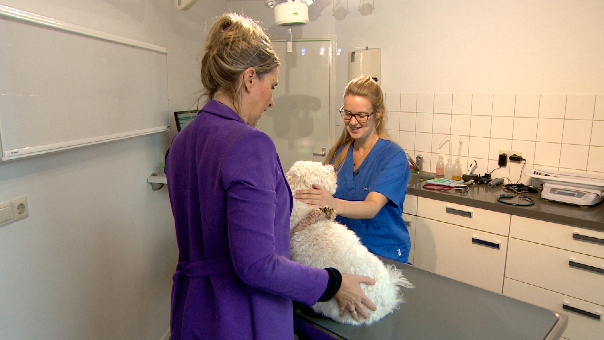 Dierenasiels willen torenhoge kosten halt toeroepen: 'Maak