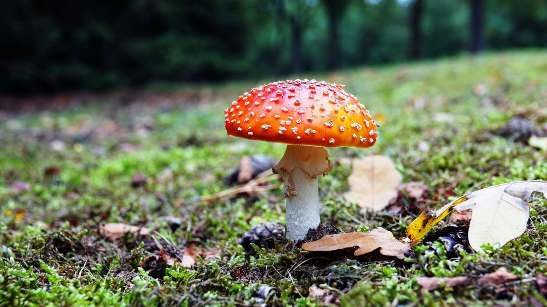 Vliegenzwam in de Clingense bossen, de herfst is nu echt begonnen
