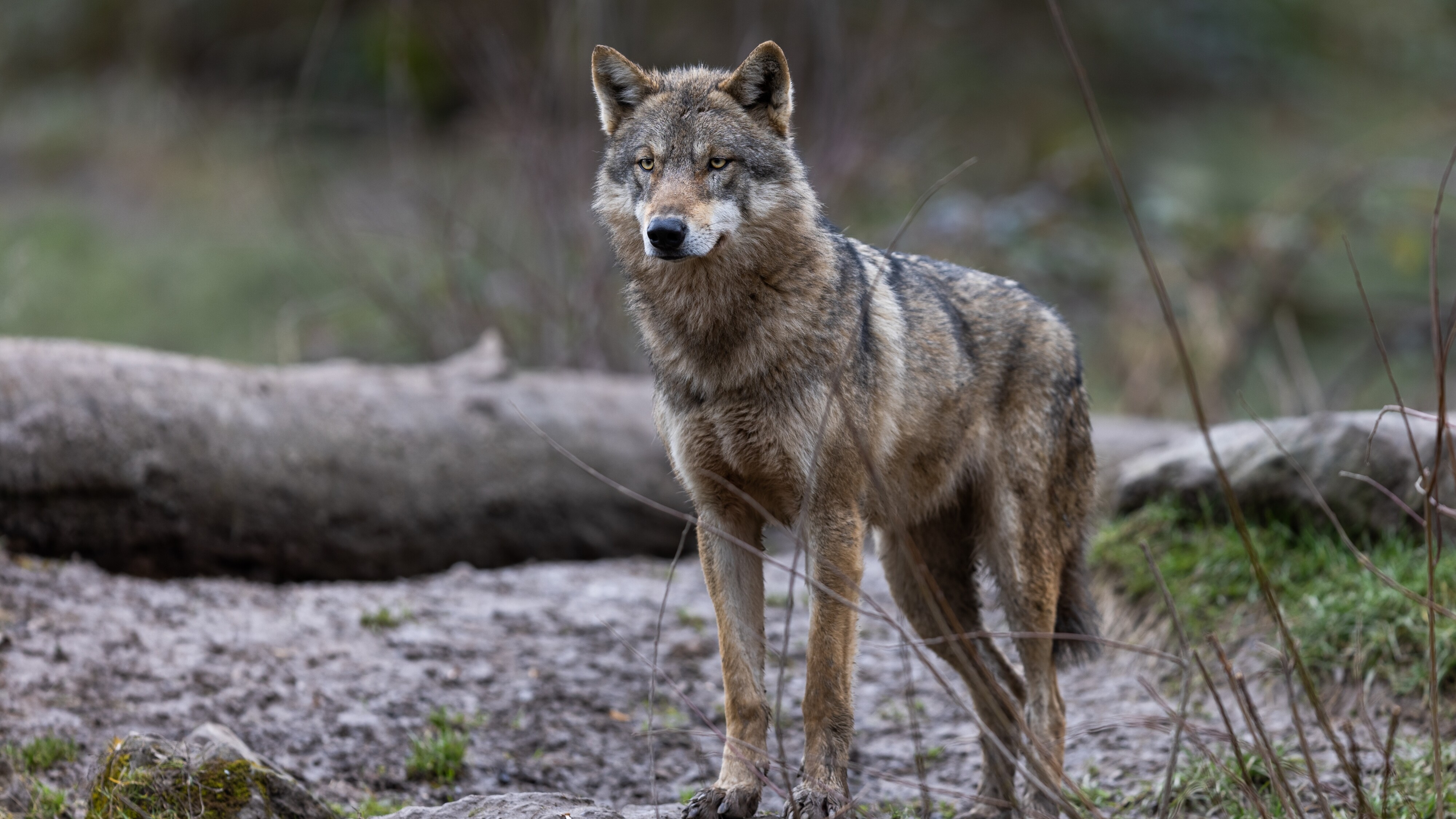 LTO optein nei ferleging beskermingsstatus wolf: "Mar der moatte noch wol stappen set wurde"