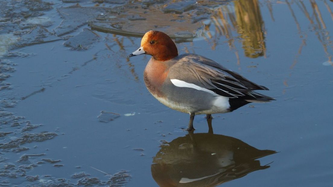 Een smient is een van de vogels die gevangen mag worden (Rechten: Saxifraga/Jan Nijendijk)