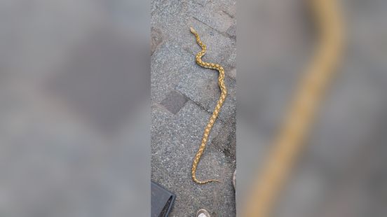 Bijzonder dier ontsnapt in Grubbenvorst Nieuws