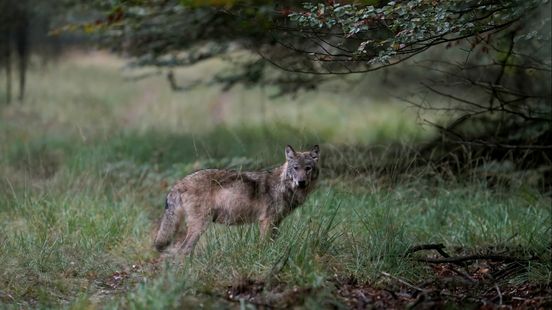 Wolf spoorloos na aanrijding door auto. Wolf spoorloos na aanrijding door auto.