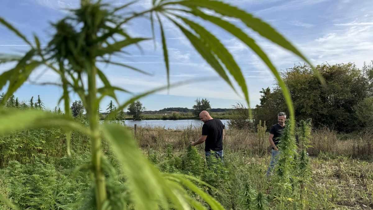 Telers in Lottum zien toekomst in hennep voor bouwmaterialen