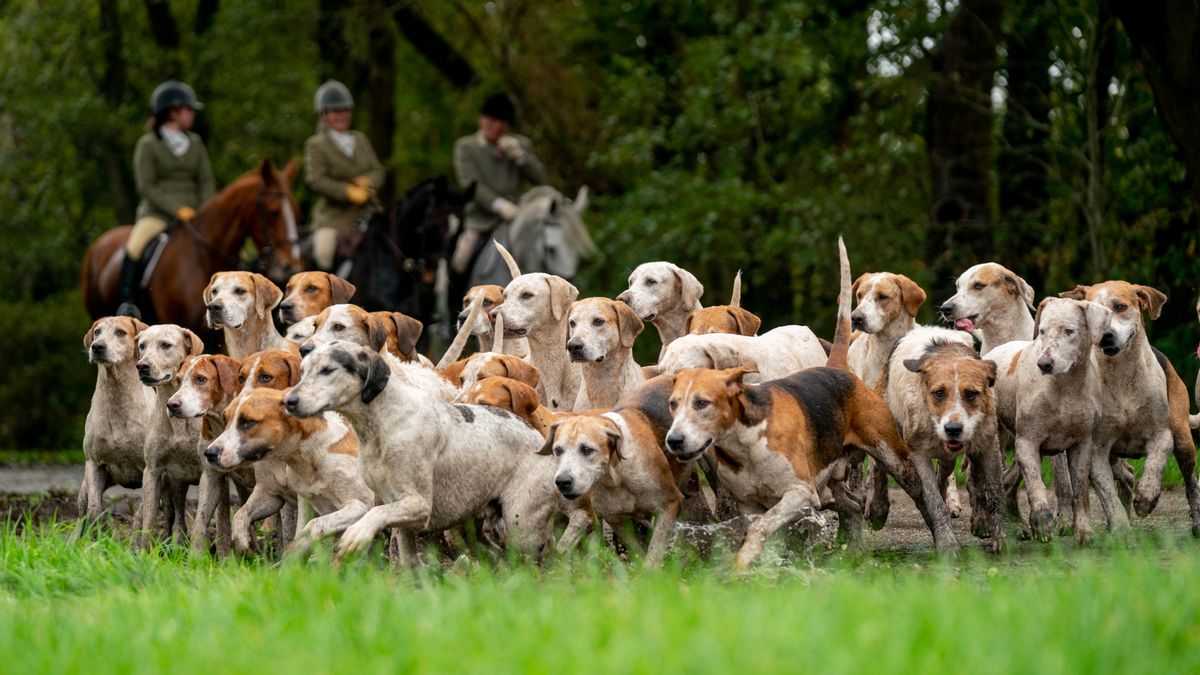 In beeld: de slipjacht van Orvelte