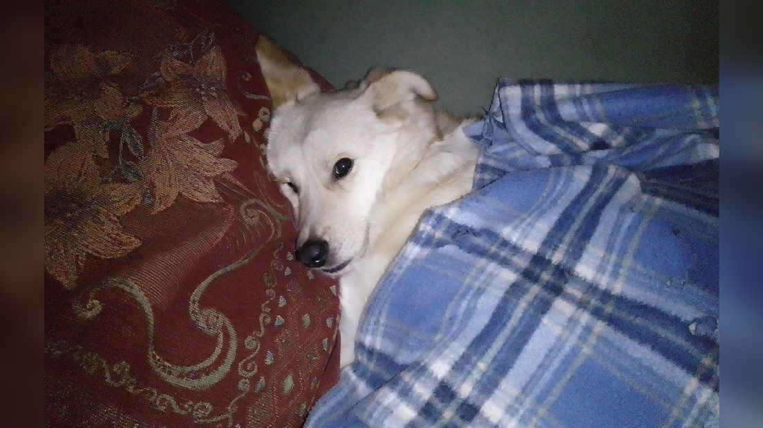 Hond Annie mocht veilig onder de dekens bij de rest van de familie liggen
